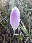 Őszi kikerics (Colchicum autumnale)