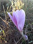 Őszi kikerics (Colchicum autumnale)