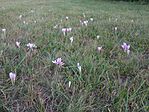 IMG_20250906_182309021