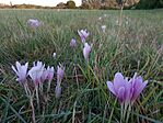IMG_20250906_182322287