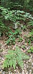 IMG_20250525_171458