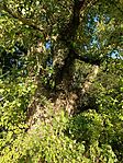 Ent