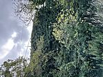 IMG_1040