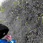 Kökény kostóló is volt a rejtés felé.