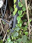IMG_6774-2