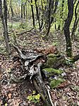 IMG_1595