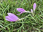 IMG_3011(2)