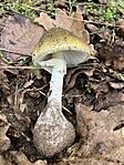 IMG_3018(1)