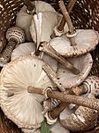 IMG_3023(1)