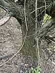 IMG_8592