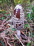 IMG_20251012_115341