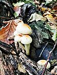 IMG_20251012_121746