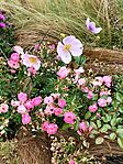 IMG_20251006_103949