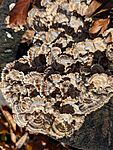 PXL_20251029_115111561