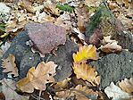 IMG_20251102_140336