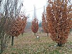 IMG_20251116_085429