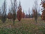 IMG_20251116_085418