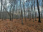 IMG_20251109_153931