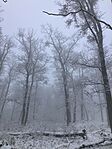 IMG_3703
