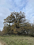 IMG_7975