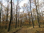 IMG_0961