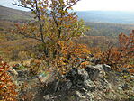 IMG_0976