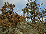 IMG_0990