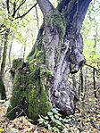 IMG_20251025_083137