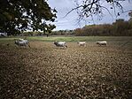 IMG_20251023_144442