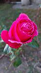 Egy rózsa a rózsakertből