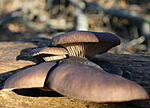 IMG_1061