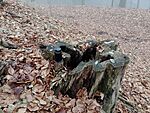 IMG_20251201_133404735_MFNR