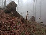 IMG_20251201_142714271_MFNR