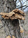 IMG_20251129_133543