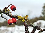 IMG_20260103_131810