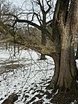 IMG_4243