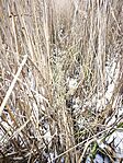 IMG_20260124_112342