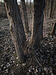 IMG_2190