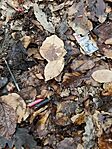 IMG_20260214_160222