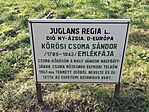 Emlékfa