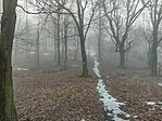 IMG_20260208_103701