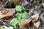 Pulmonaria 