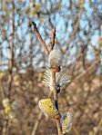 IMG_20260319_171039