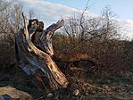 IMG_20260319_170402