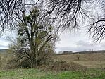 IMG_20260328_114540