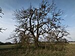 IMG_20260322_073553