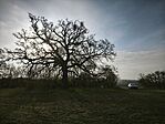 IMG_20260322_073633
