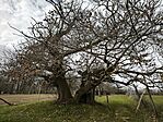 IMG_20260321_075552