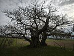 IMG_20260321_075630