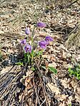 IMG_20260315_111540